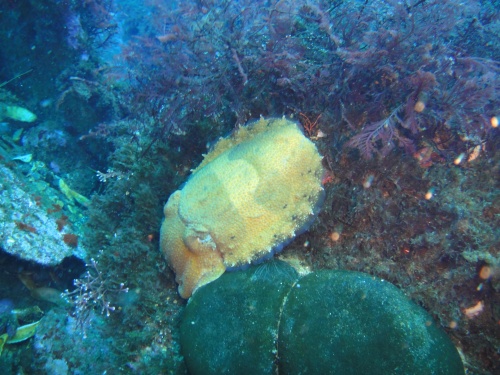 Cuttlefish on the Maori