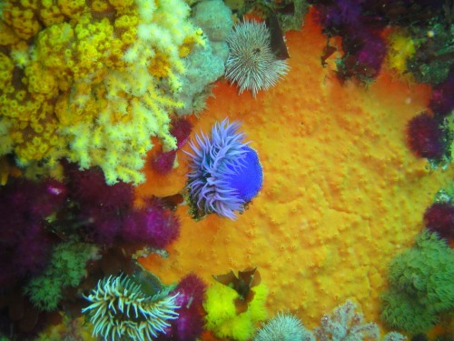 Sea life on the side of the Romelia (encrusted with orange coraline algae)
