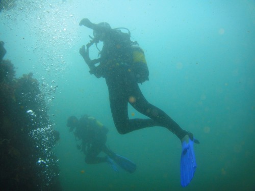 Divers explore a wall