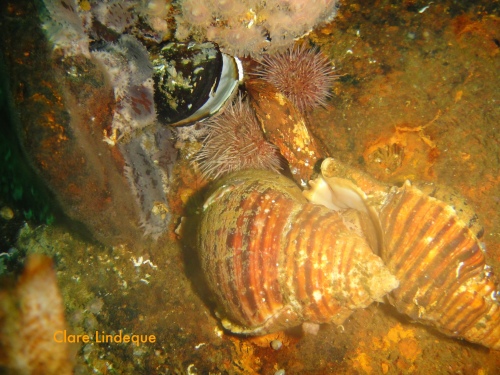 Scaly dogwhelks on the wreck