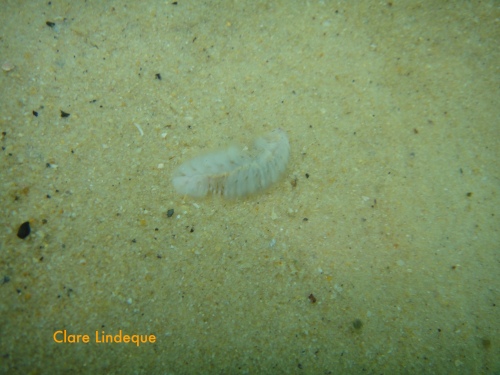 Milky scaleworm at Long Beach