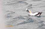 Cape Gannet trying to swallow a very large fish