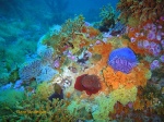 A riot of colour on Atlantis Reef