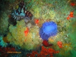 Knobbly anemone (right) on Atlantis Reef