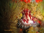 Anemone on Atlantis Reef