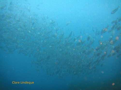 Massive school of hottentot, fransmadam and other fish