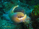 A sea star gets a grip and holds on tight