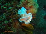 Frilled nudibranch at Atlantis Reef