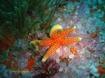 Granular sea star