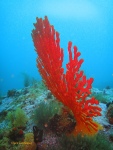 Sinuous sea fan on Atlantis Reef
