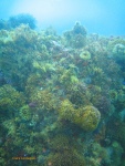 Anemones, urchins, corals and sea fans cover the upper reaches of the pinnacles