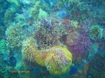 Colourful sea garden on Atlantis Reef