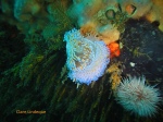 Two gas flame nudibranchs grappling