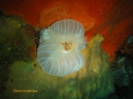 Puffed up anemone