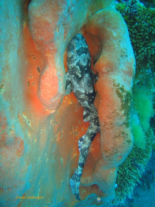 Shyshark resting inside an orange wall sponge