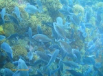 Fish feeding among the redbait on top of one of the pinnacles