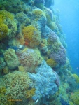 Lower down on the pinnacle, more sea fans and invertebrates appear