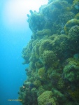 The side of the inshore pinnacle, near the surface