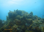 Redbait and urchins cover the tops of the pinnacles