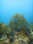 Kelp in the shallow water on top of the pinnacle
