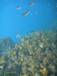 Fish above the redbait that crowns the pinnacles