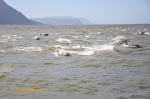 Dolphins in the brown waters of False Bay