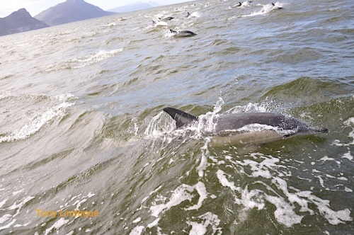 Dolphins in False Bay
